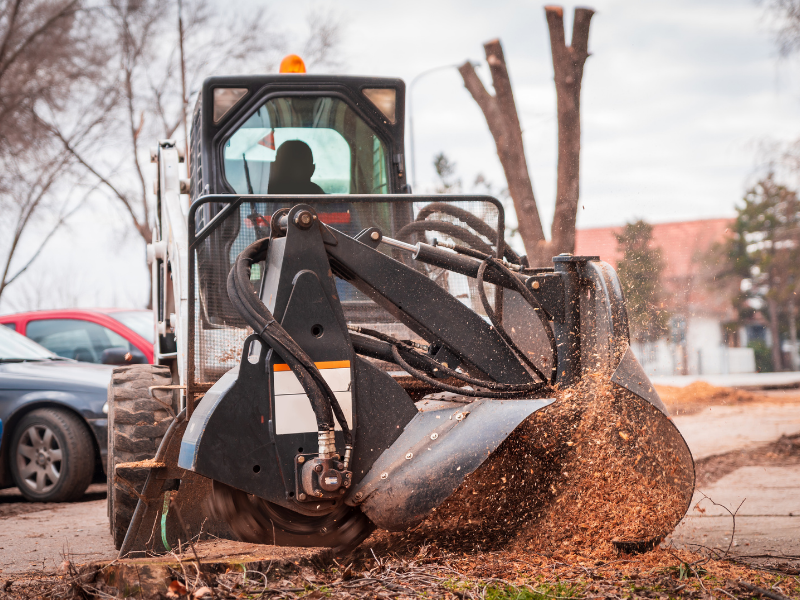 Tree Removal, Cutting & Trimming in Bronx, Manhattan & NYC