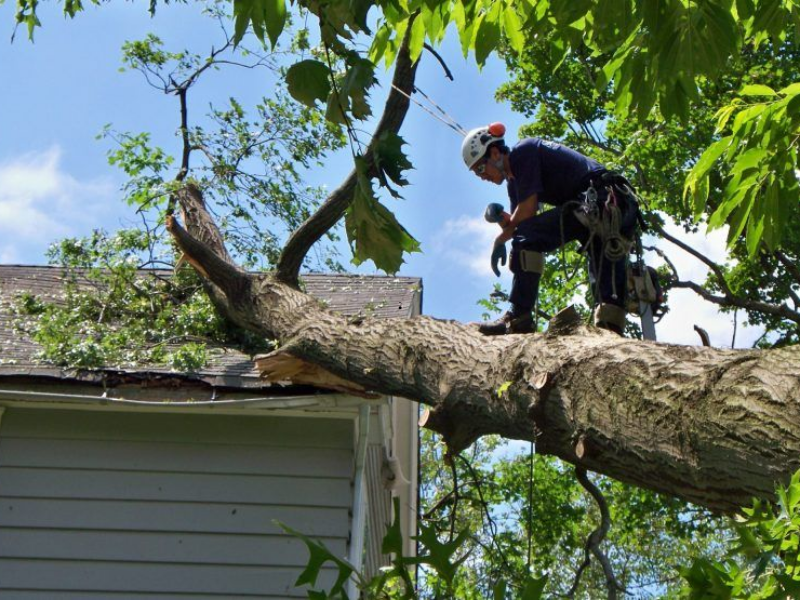 Professional Tree Service & Tree Removal in Bronx, Manhattan & NYC